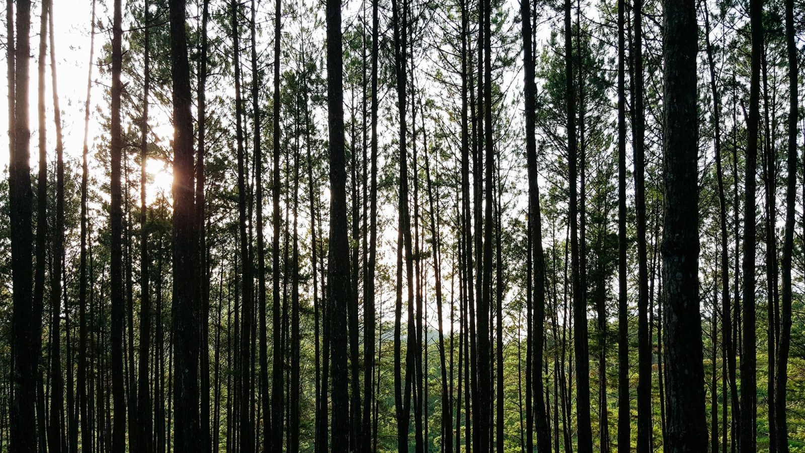 木艺方舟 forest